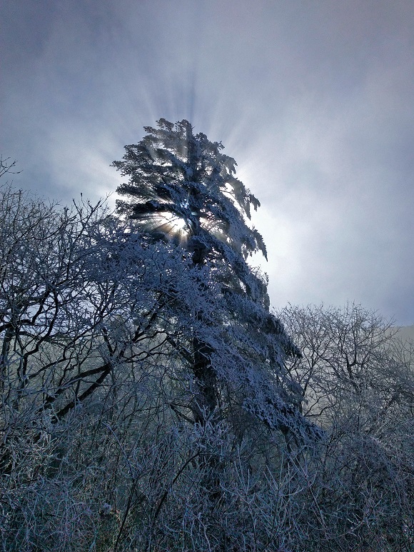 雪霁  北院区  泌尿外科  张明.jpg